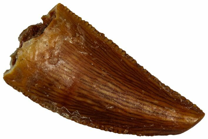 Serrated Raptor Tooth - Real Dinosaur Tooth #300906
